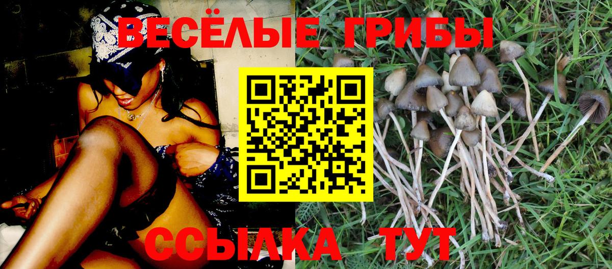 купить наркотик  Вход с VPN  Гатчина  Псилоцибиновые грибы Magic Shrooms 
